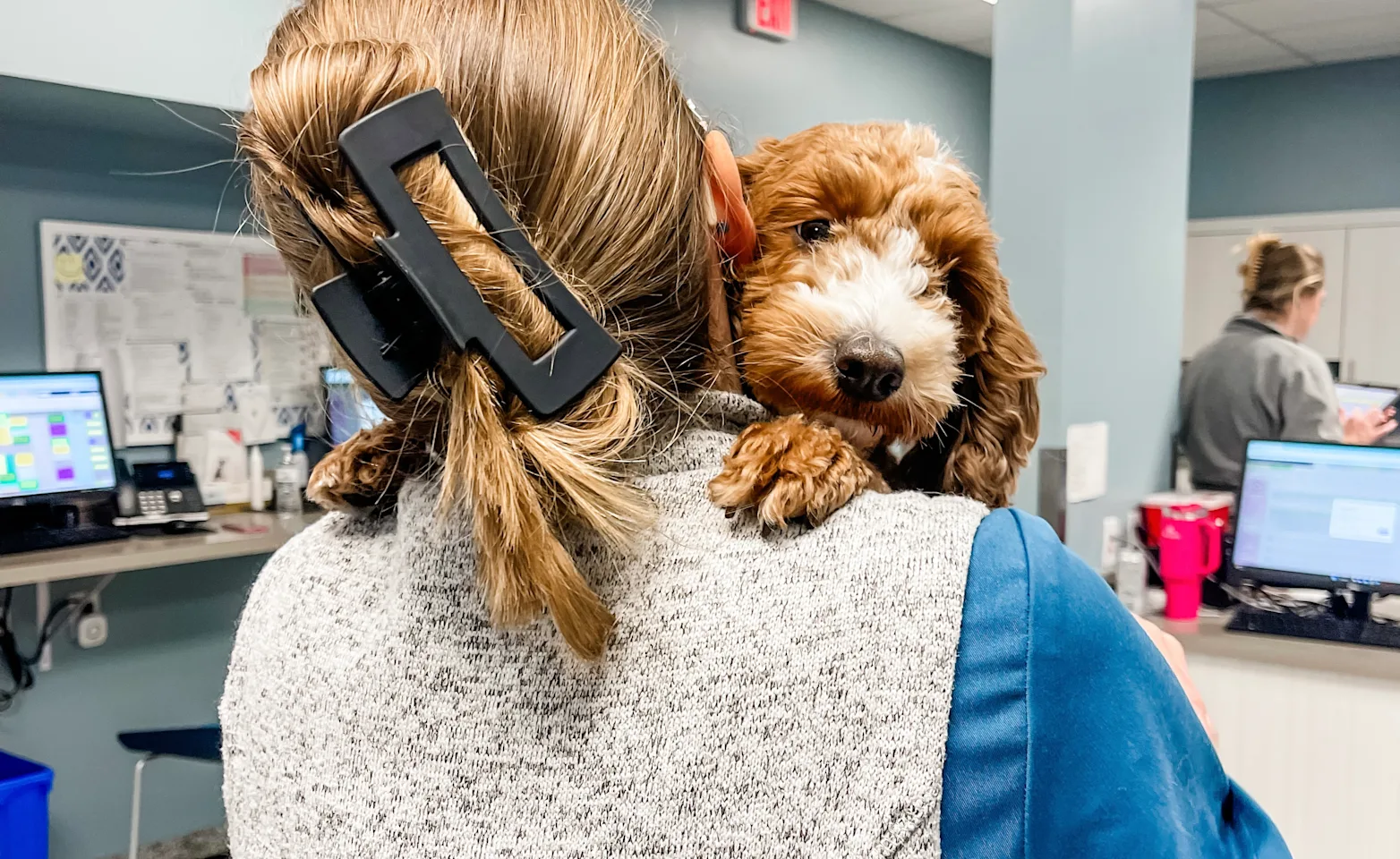 staff carrying a goldendoodle staff carrying a goldendoodle