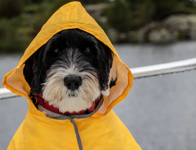 Dog Wearing a Yellow Raincoat Looking at Camera Dog Wearing a Yellow Raincoat Looking at Camera