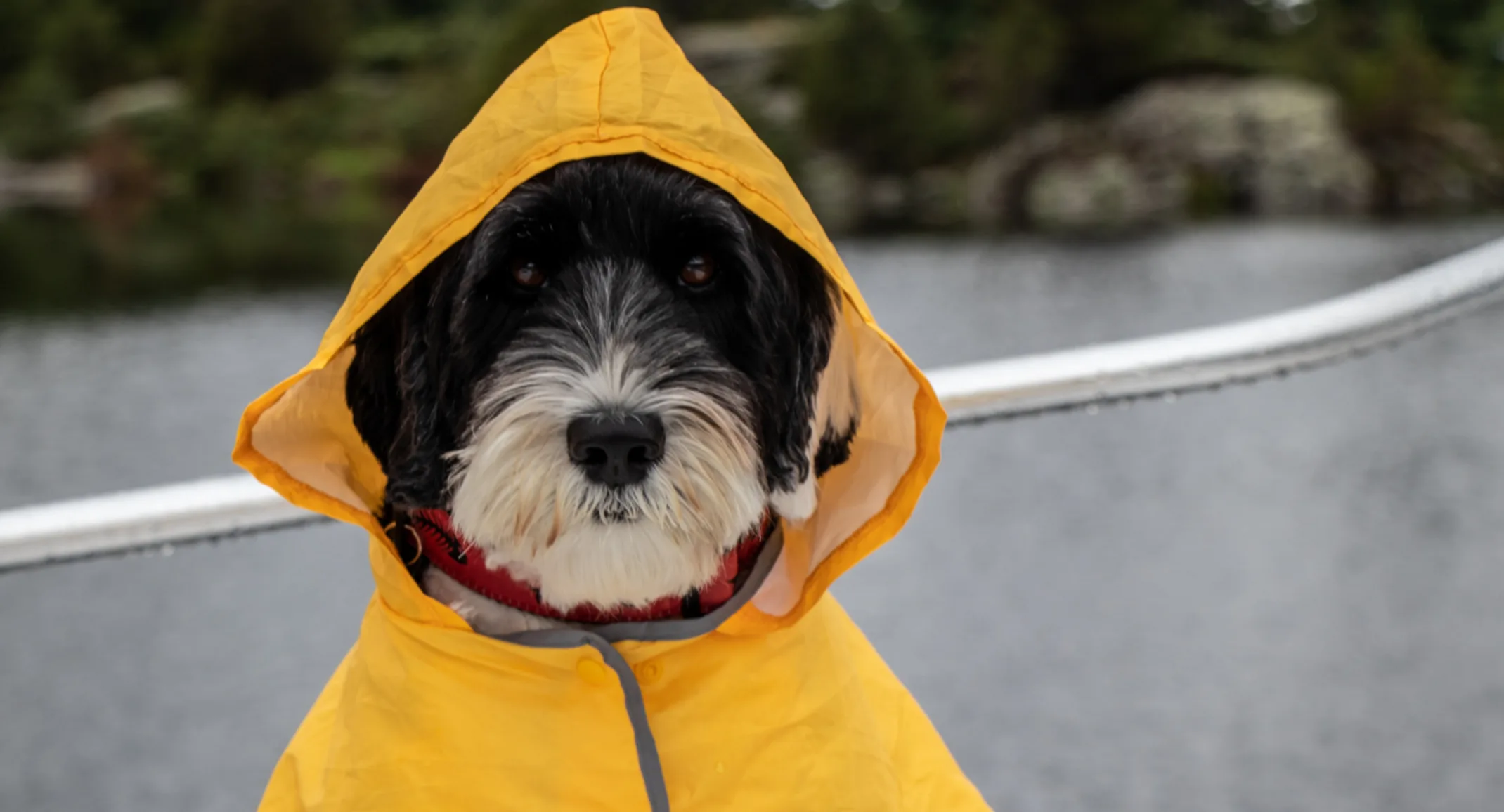 Dog Wearing a Yellow Raincoat Looking at Camera Dog Wearing a Yellow Raincoat Looking at Camera