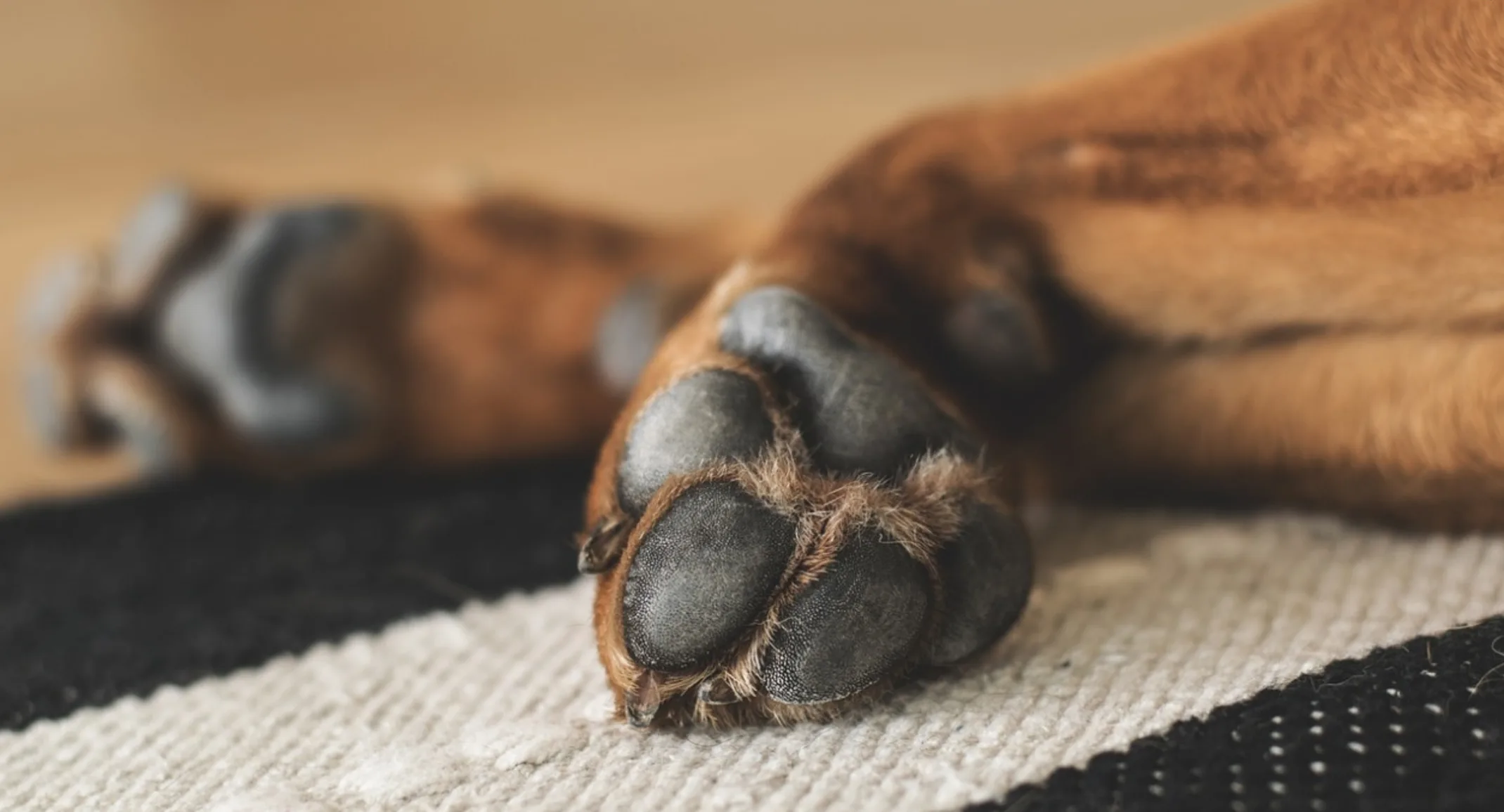 Close Up Image of a Brown Dog's Paws