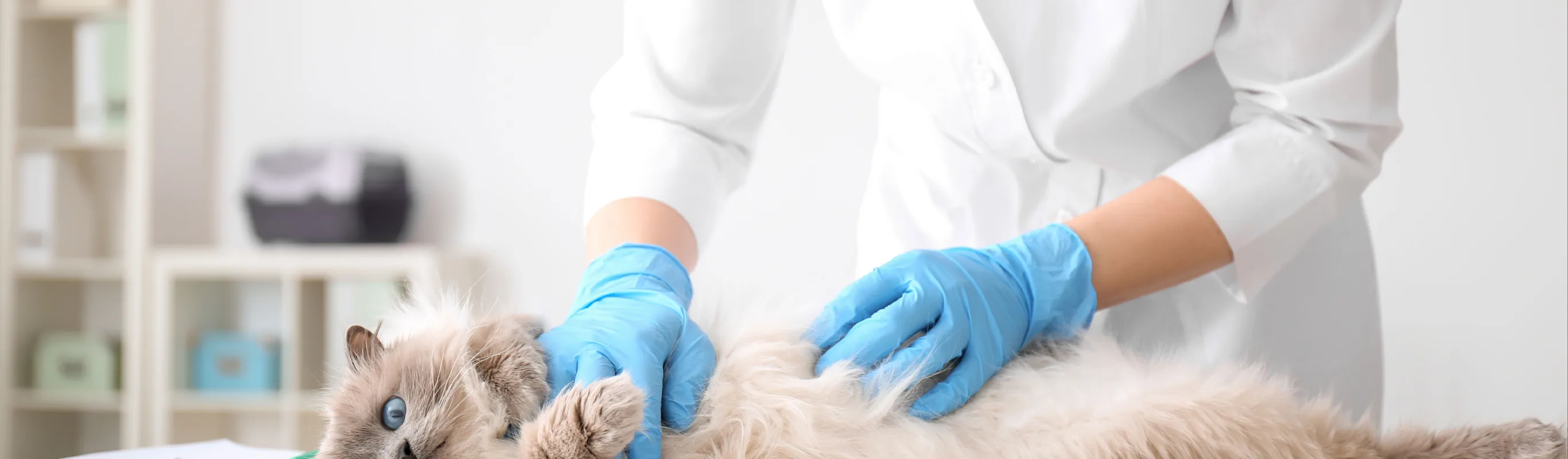 Cat on exam table with vet Cat on exam table with vet