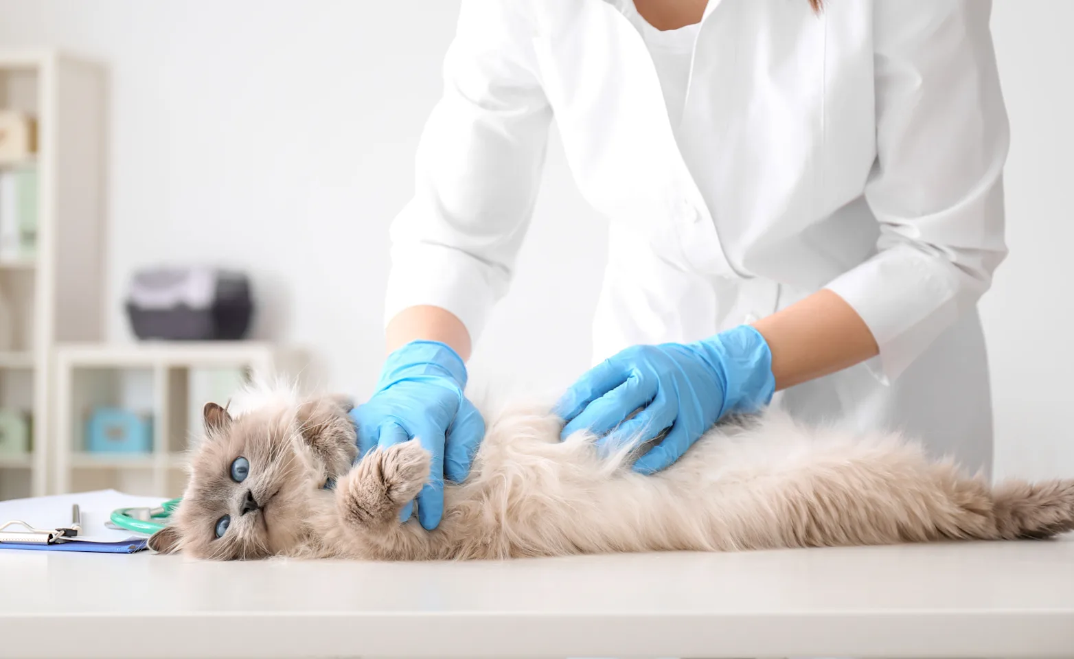 Cat on exam table with vet Cat on exam table with vet