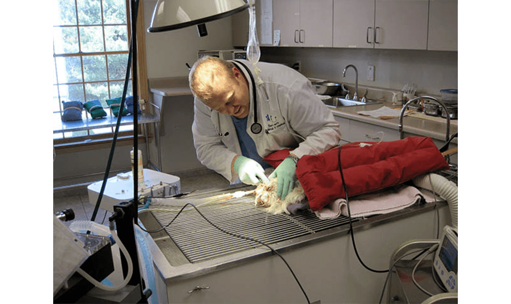 Danvers Animal Hospital 