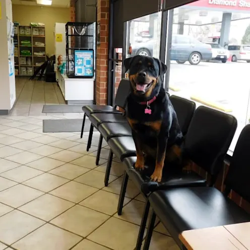 Dog sitting in a chair in the lobby of Care Animal Hospital Dog sitting in a chair in the lobby of Care Animal Hospital