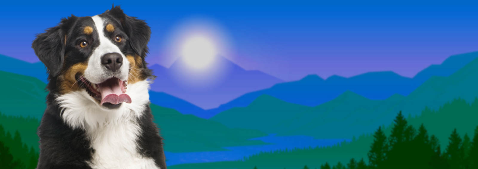 Smiling dog in woodscape