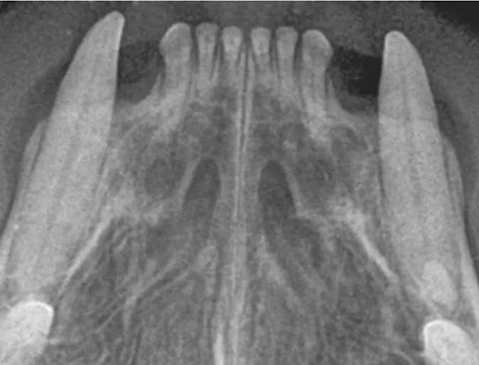 Normal cat upper incisors and canine teeth Normal cat upper incisors and canine teeth