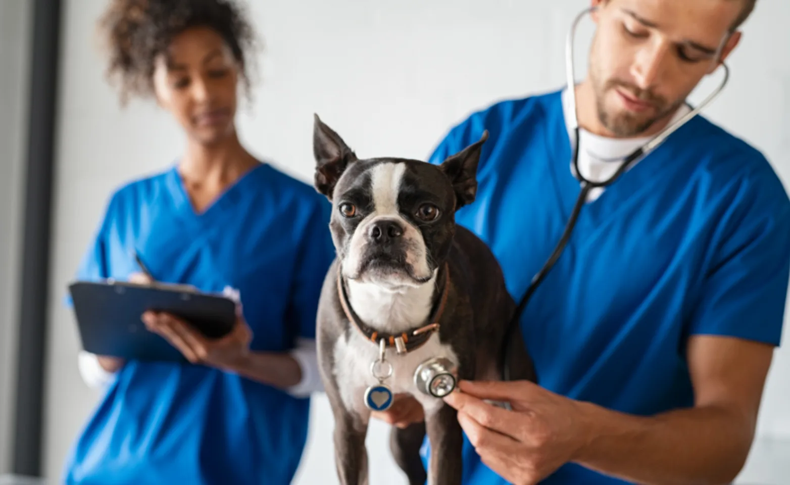 Veterinarians examining a dog with a stethoscope Veterinarians examining a dog with a stethoscope