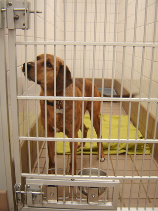 Florissant Animal Hospital Dog in Kennel