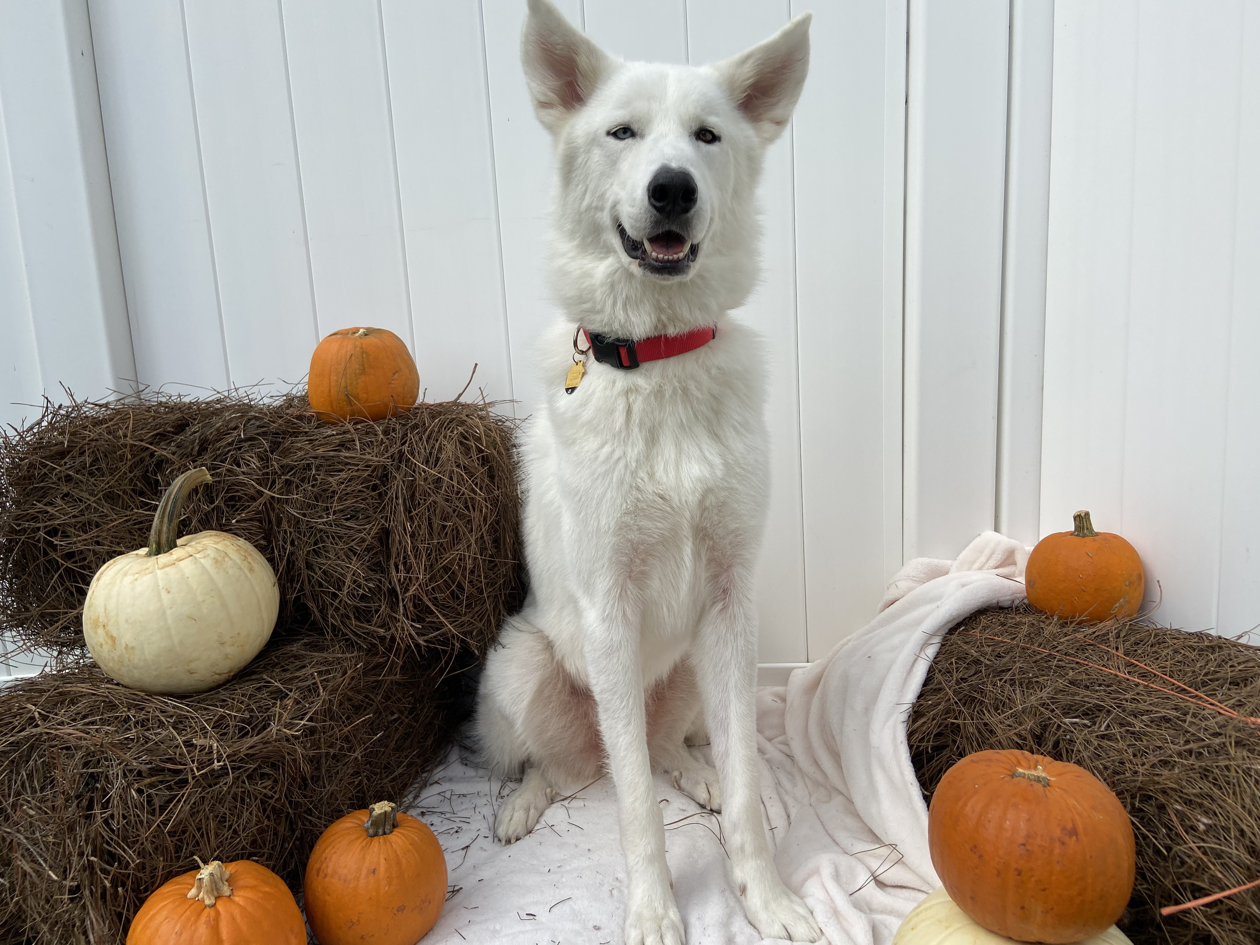 Large white dog surrounded by pumpkins at Woofdorf Astoria of Lakewood Ranch Play Yard