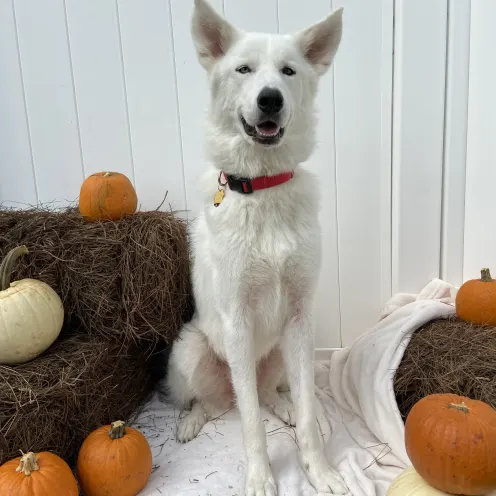 Large white dog surrounded by pumpkins at Woofdorf Astoria of Lakewood Ranch Play Yard