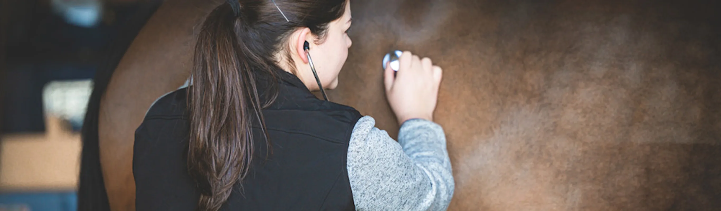Vet with stethoscope listening to horse Vet with stethoscope listening to horse