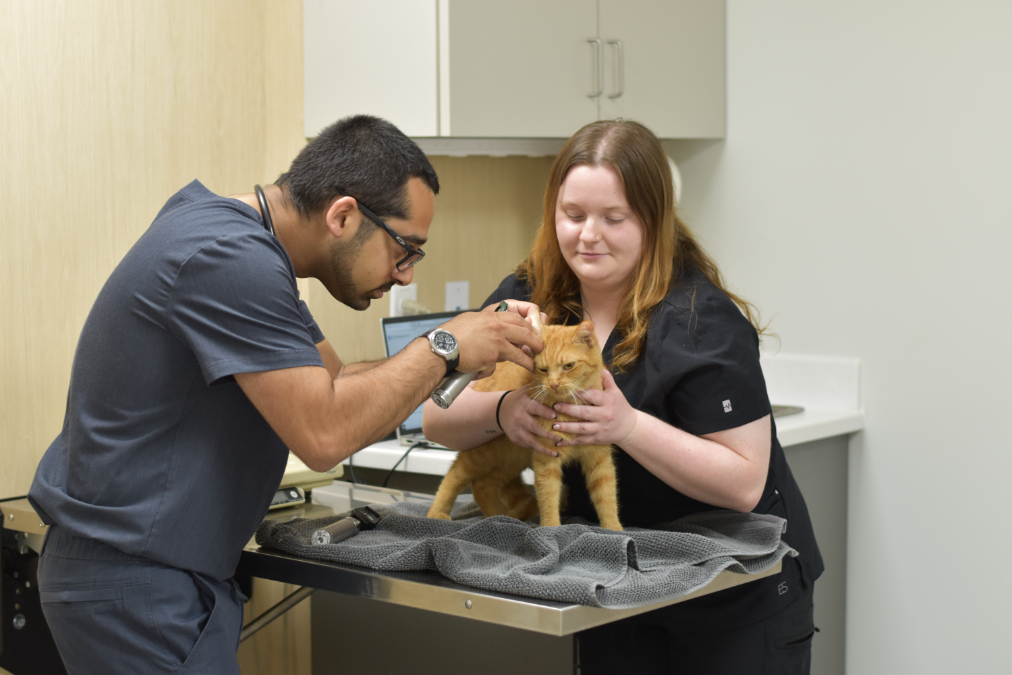 Dr. Tehrani Examining an Orange Cat with Gillian