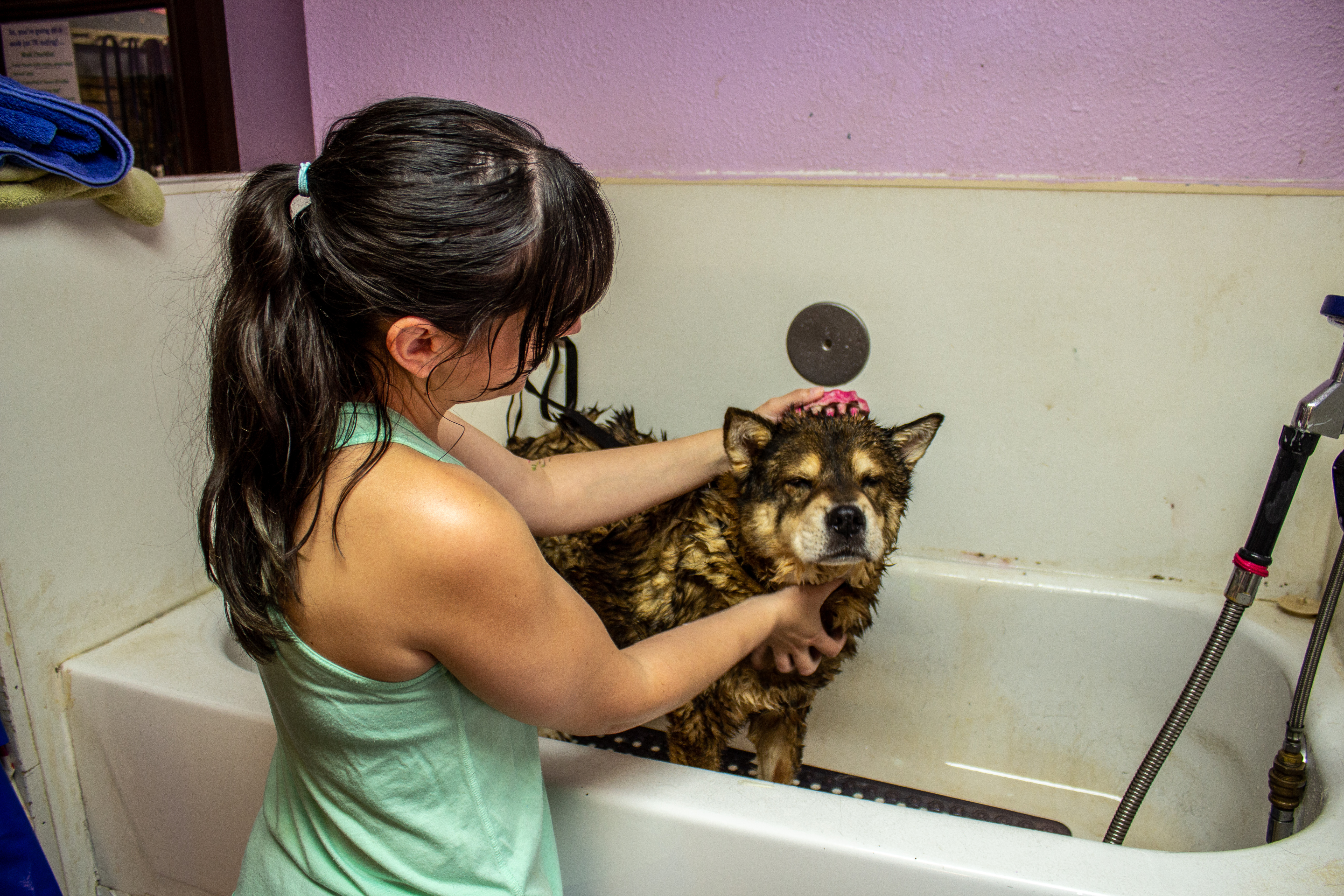 Dog being groomed at Taurus Academy 