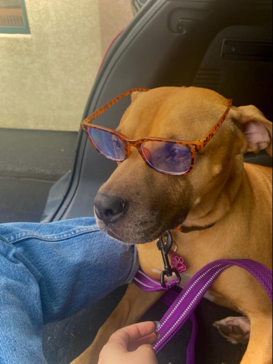 Dog wearing glasses
