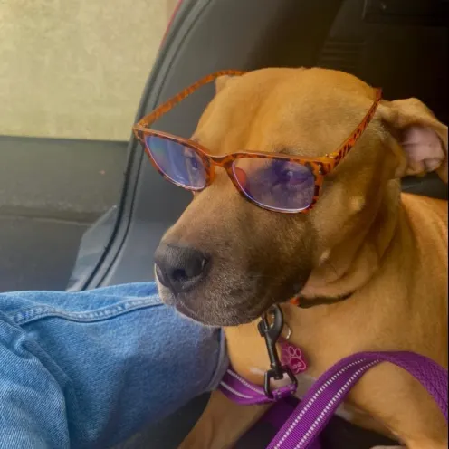 Dog wearing glasses