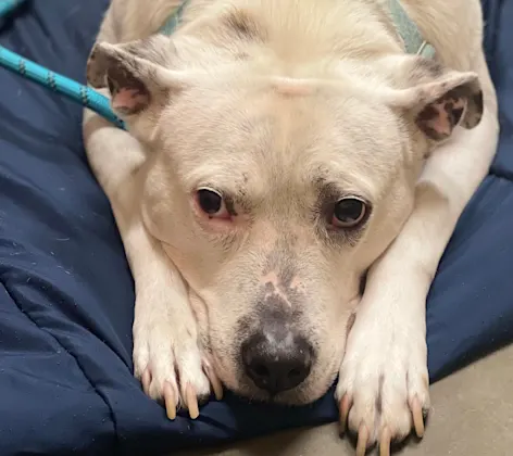 Laser therapy on a dog Laser therapy on a dog