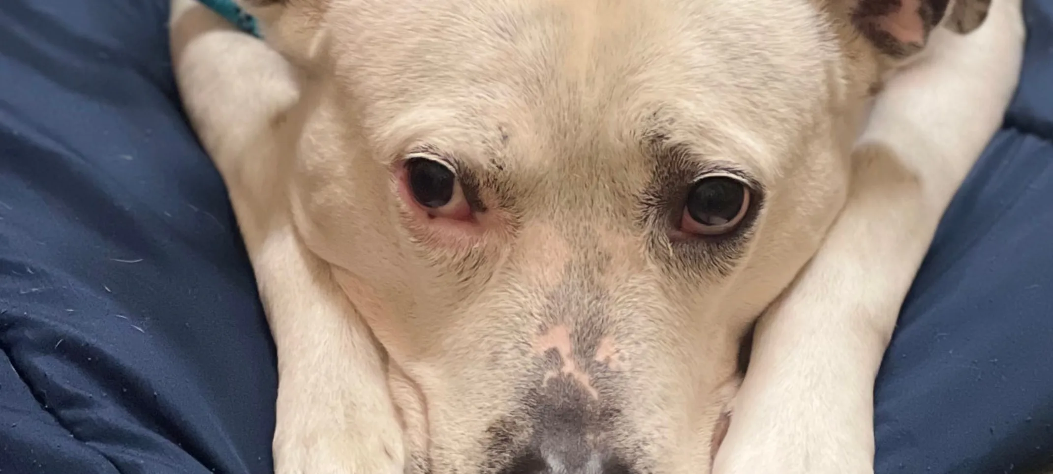Laser therapy on a dog Laser therapy on a dog