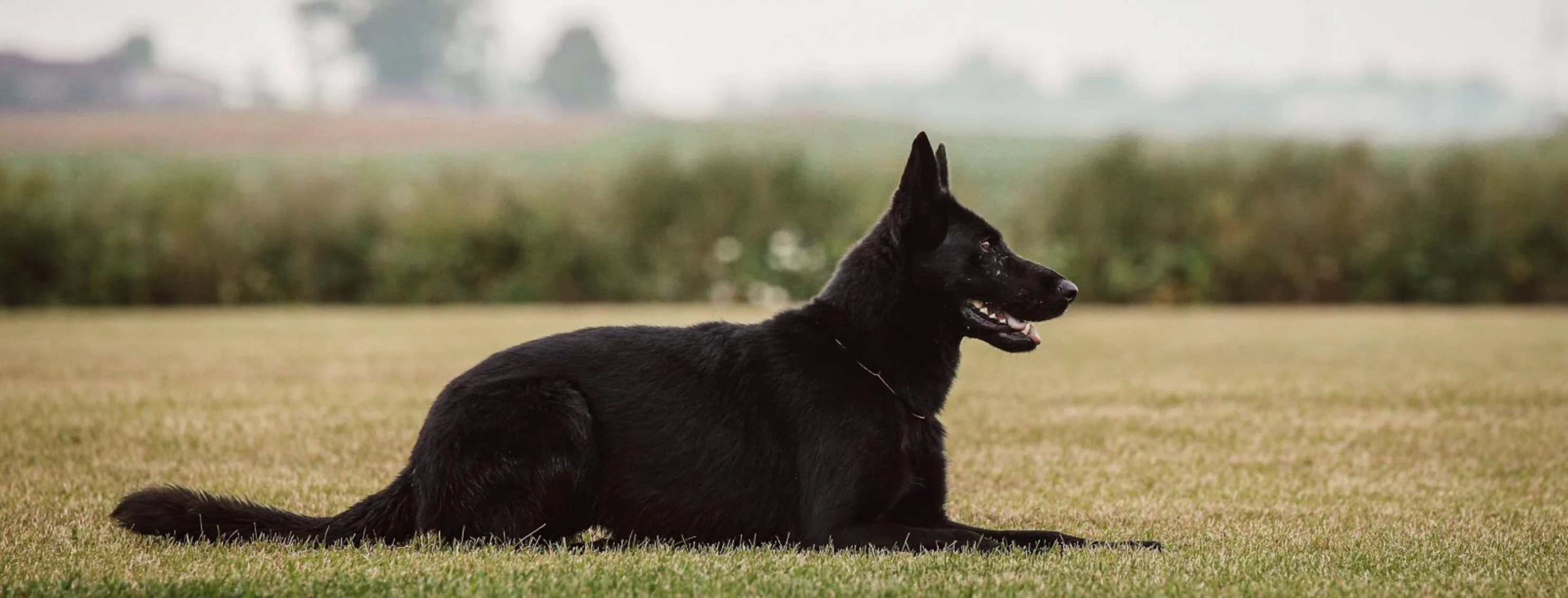 Dog laying on grass Dog laying on grass