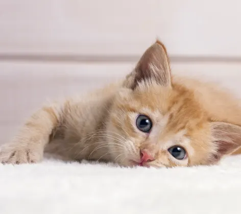 Little orange tabby cat is laying on the blanket on a floor looking at you with his or her blue eyes.
