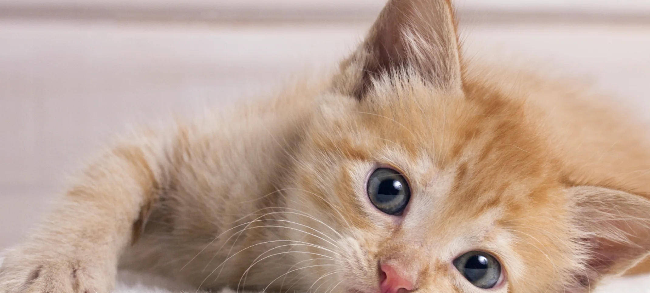 Little orange tabby cat is laying on the blanket on a floor looking at you with his or her blue eyes.