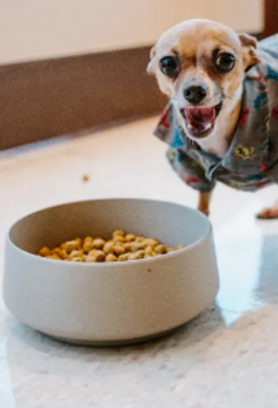 Dog in sweater eating at Overland Veterinary Clinic