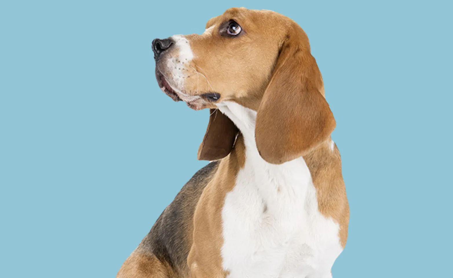 Dog Dog
