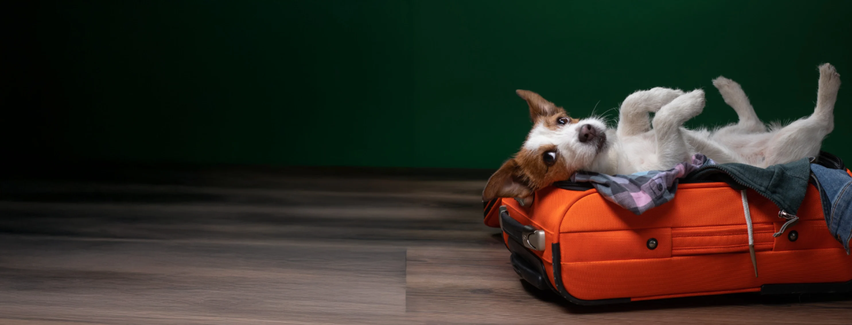 Dog Laying on a Suitcase of Clothes Dog Laying on a Suitcase of Clothes