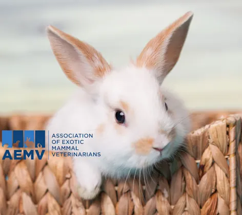Bunny with AEMV logo. Bunny with AEMV logo.