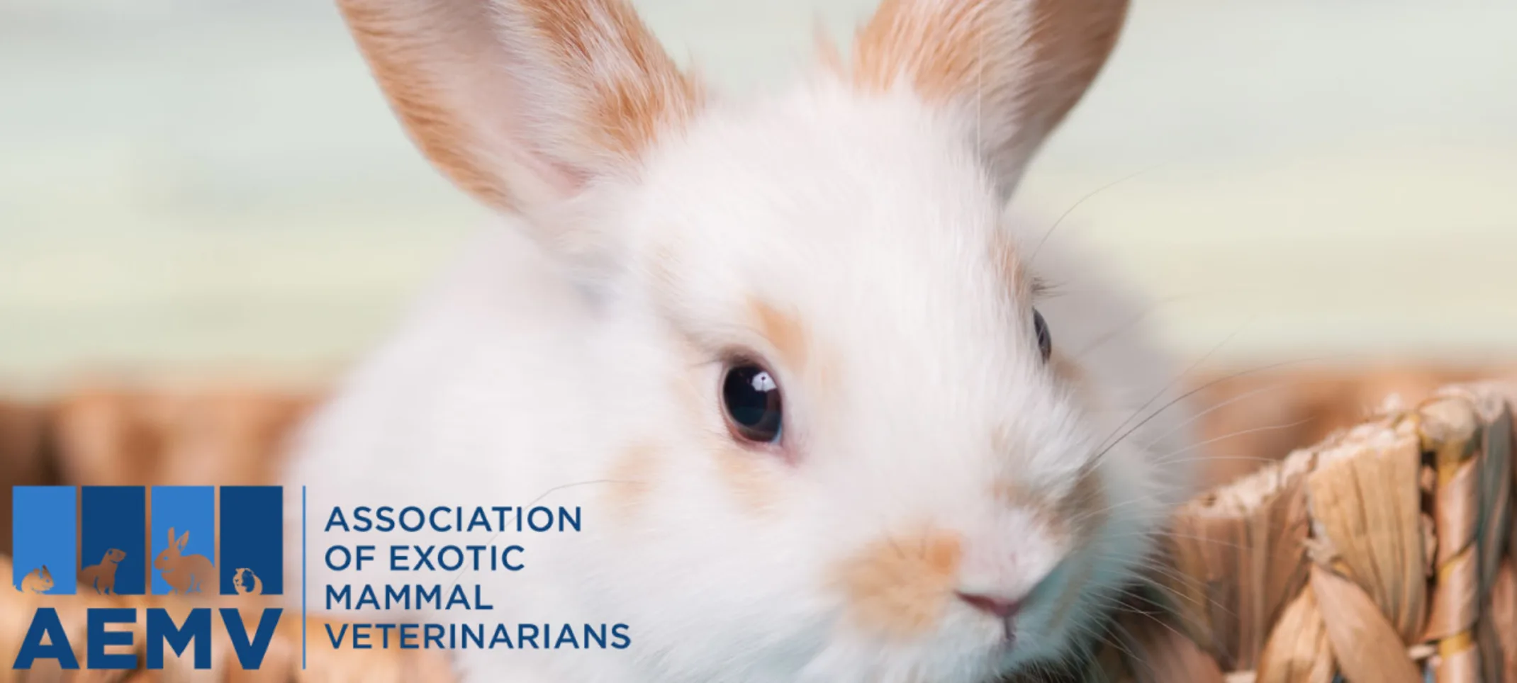 Bunny with AEMV logo. Bunny with AEMV logo.