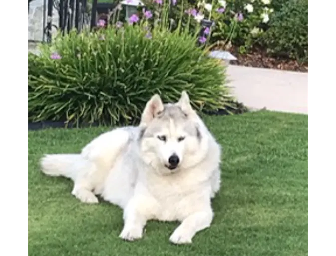 Nikki (Dog) Nikki (Dog)