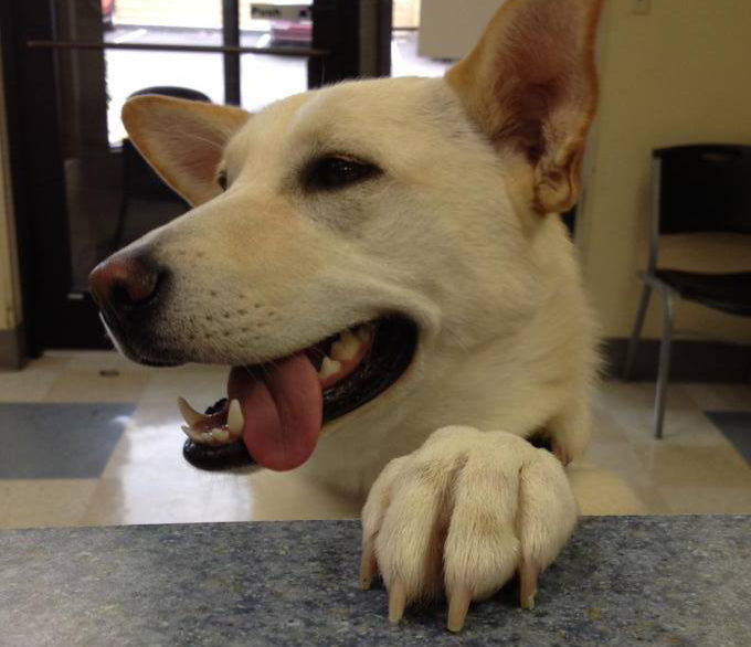 Dog jumping on reception desk