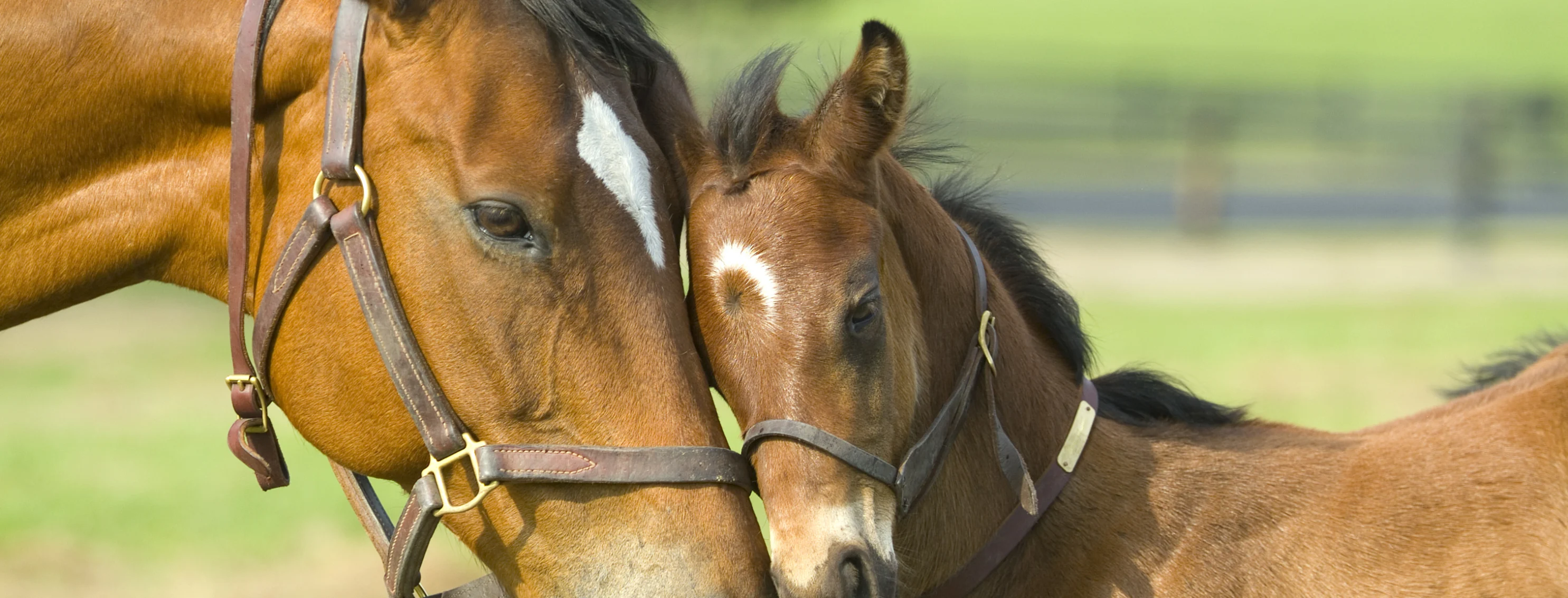 A horse and foal touch heads