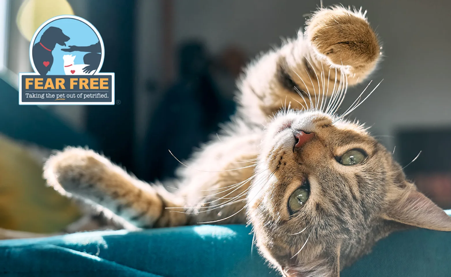 A cat rolling over playfully A cat rolling over playfully
