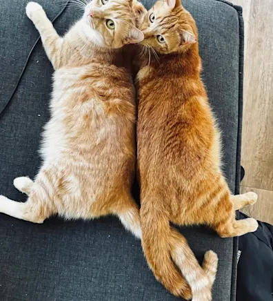Kaipo & Ollie (Cats) Kaipo & Ollie (Cats)