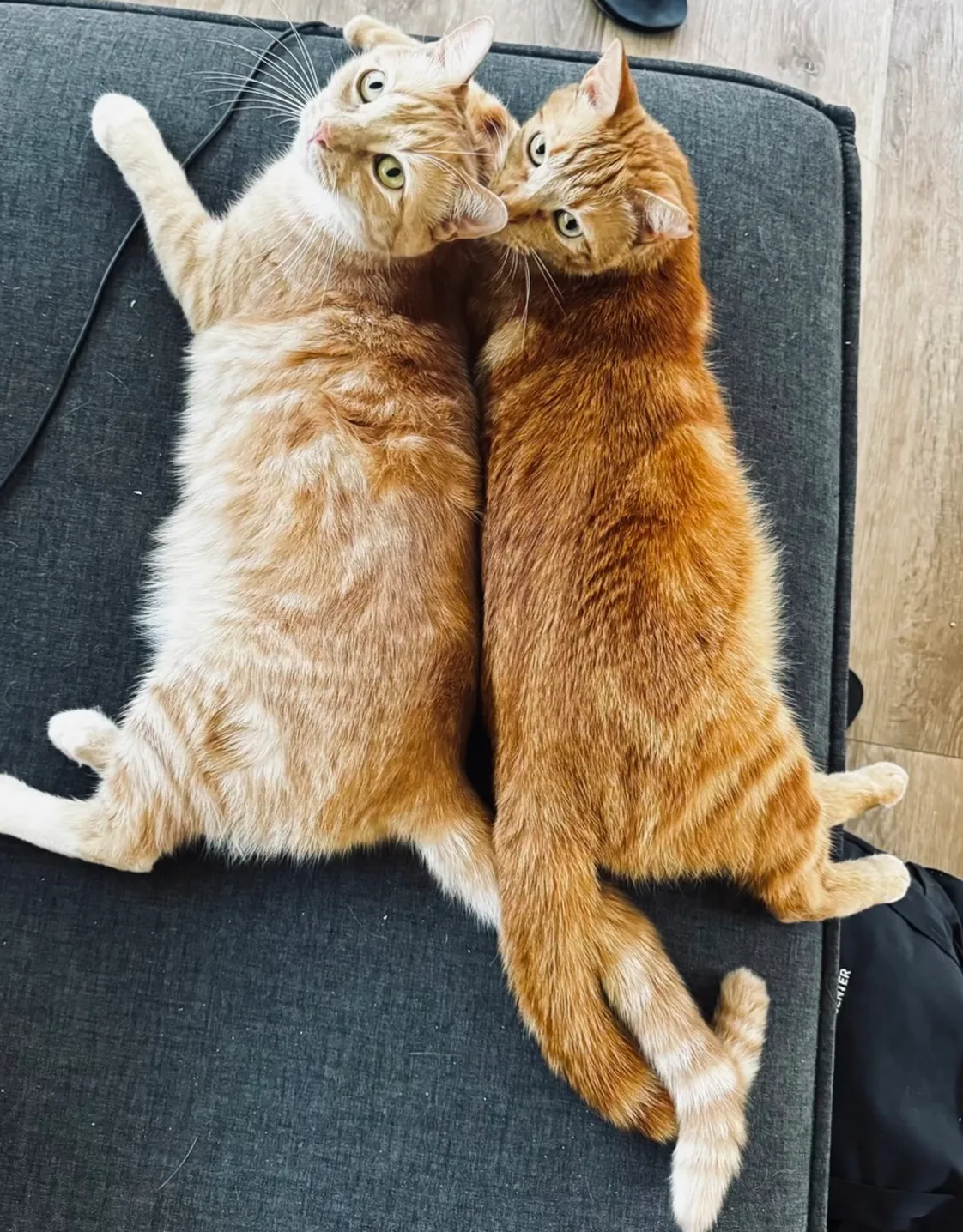 Kaipo & Ollie (Cats) Kaipo & Ollie (Cats)