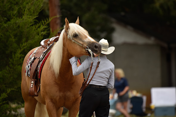 Palomino horse and rider