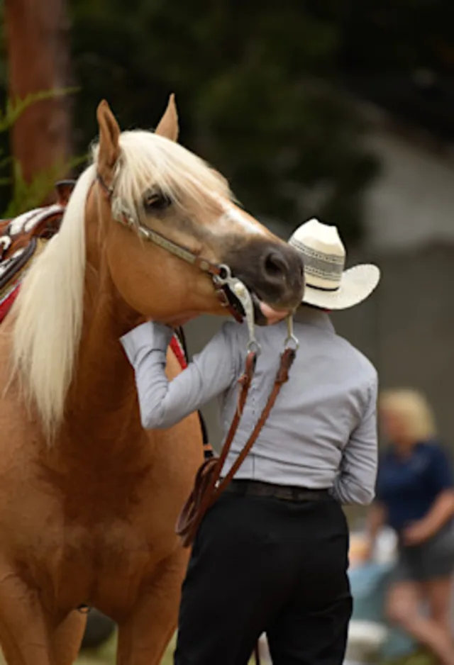 Palomino horse and rider Palomino horse and rider