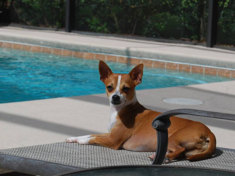 Dog by the pool 