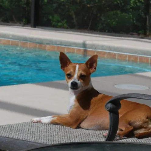 Dog by the pool 