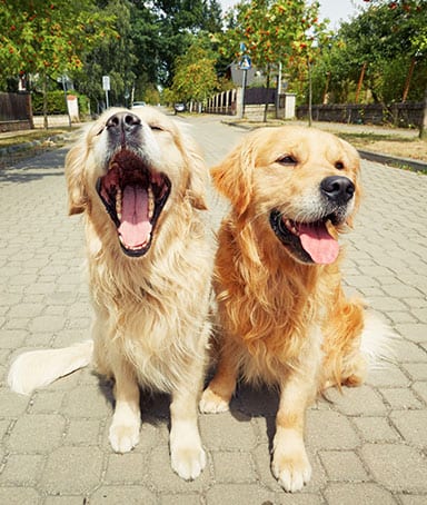 Two Golden Retrievers Outside