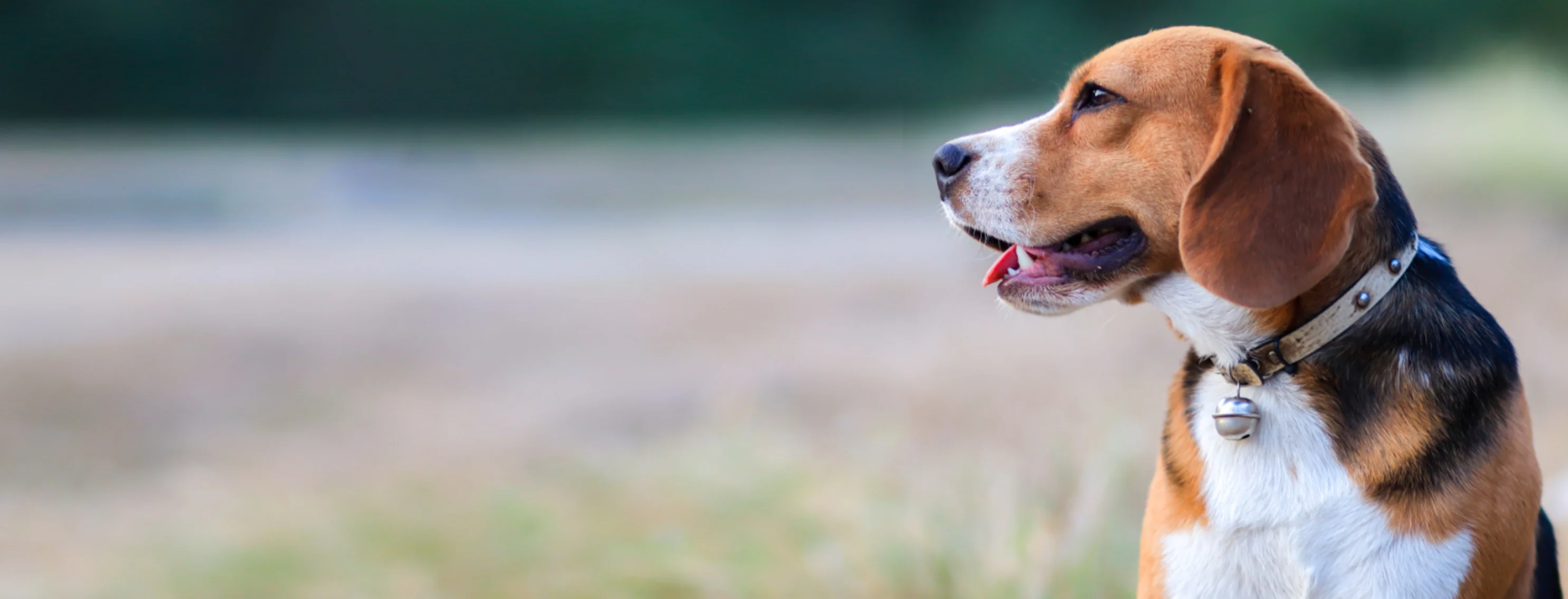 Dog Looking Left In a Grassy Field