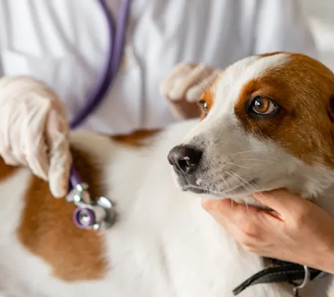 Medium sized white and brown dog being examined by veterinarian with stethoscope