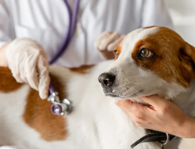 Medium sized white and brown dog being examined by veterinarian with stethoscope