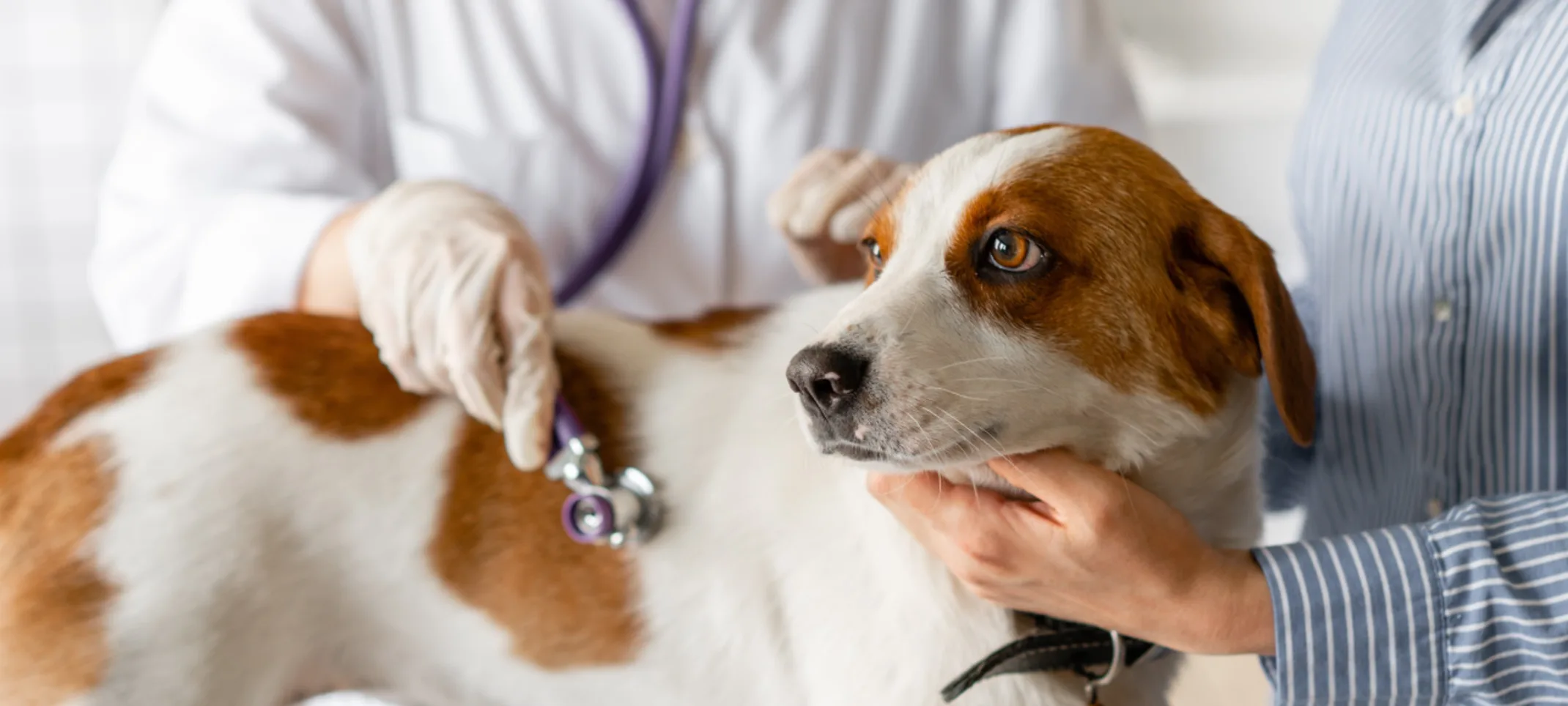Medium sized white and brown dog being examined by veterinarian with stethoscope Medium sized white and brown dog being examined by veterinarian with stethoscope