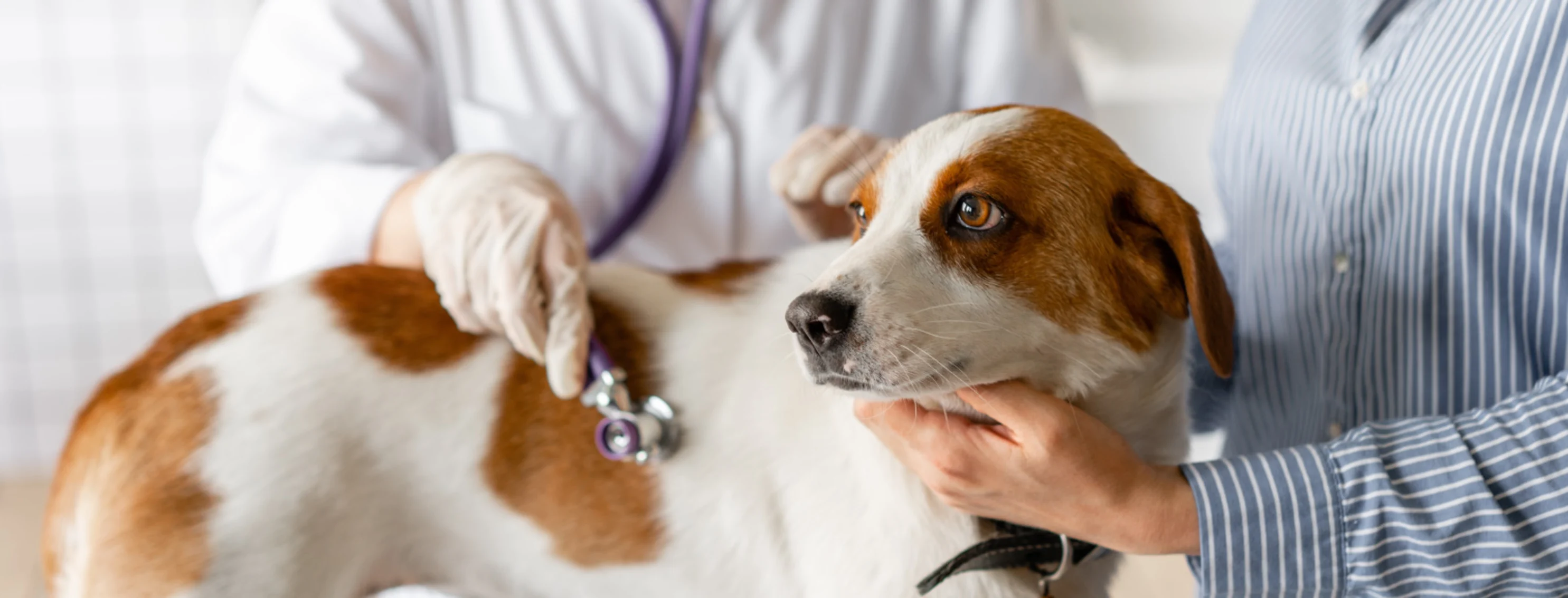 Medium sized white and brown dog being examined by veterinarian with stethoscope