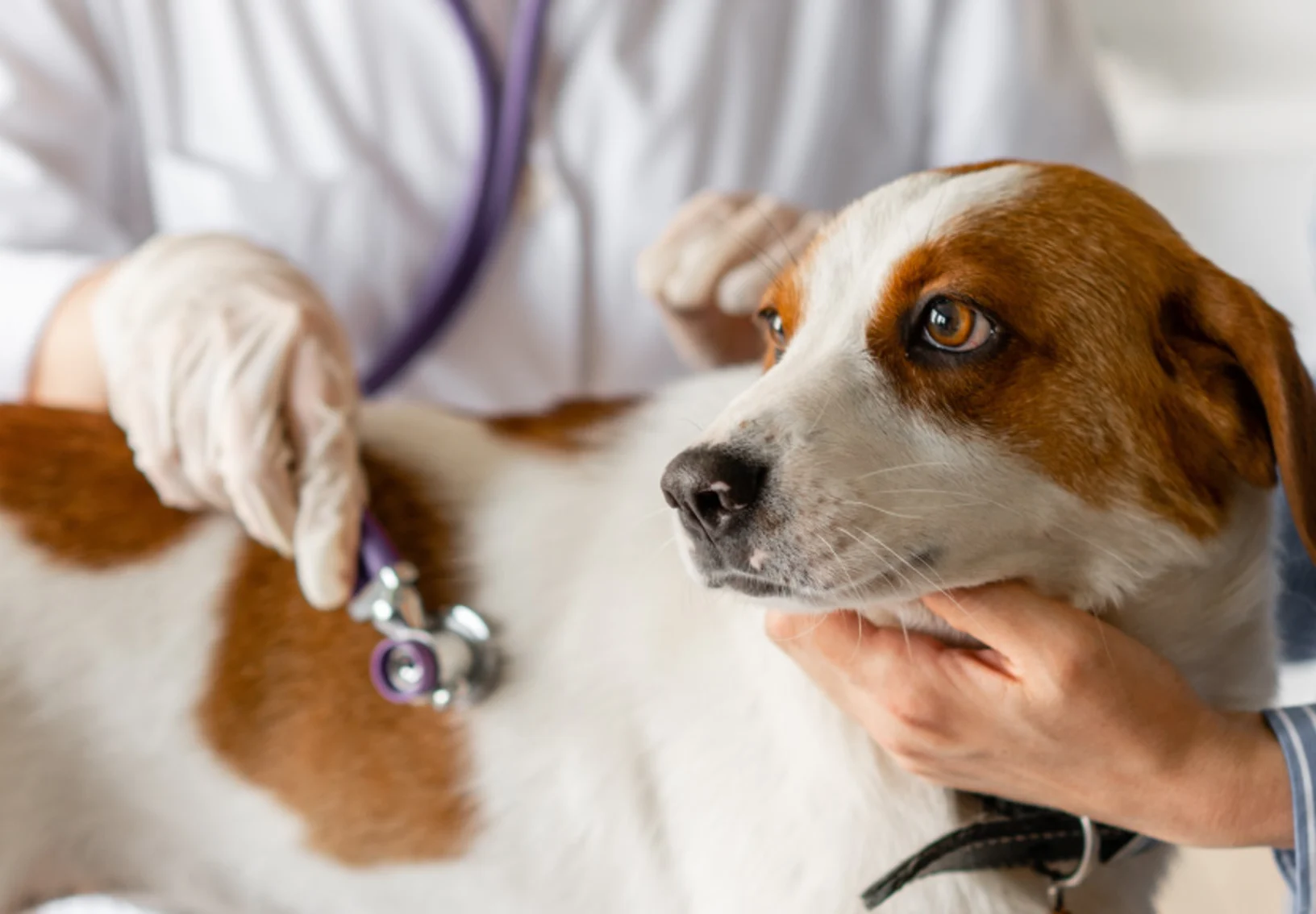 Medium sized white and brown dog being examined by veterinarian with stethoscope Medium sized white and brown dog being examined by veterinarian with stethoscope