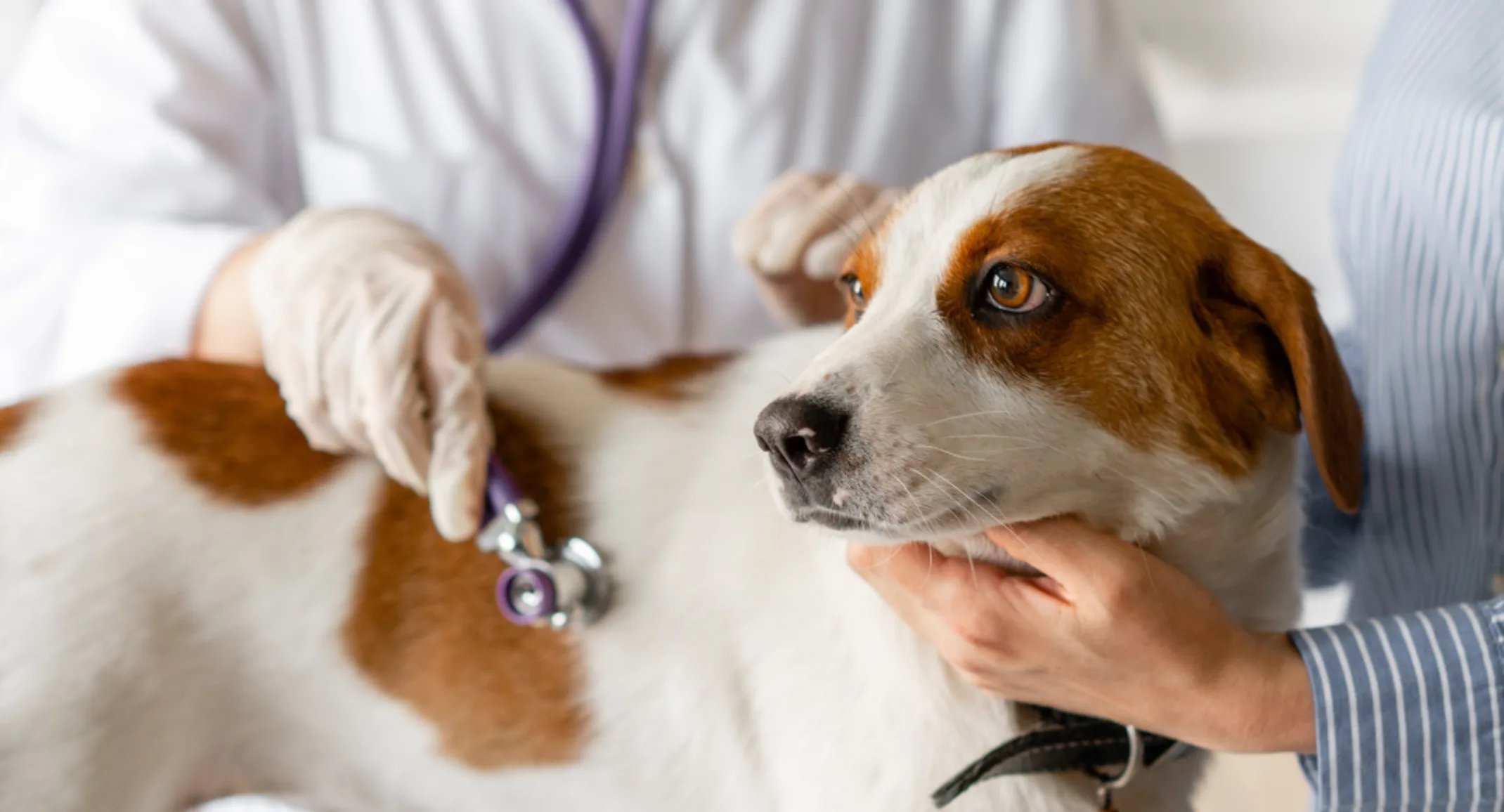 Medium sized white and brown dog being examined by veterinarian with stethoscope Medium sized white and brown dog being examined by veterinarian with stethoscope