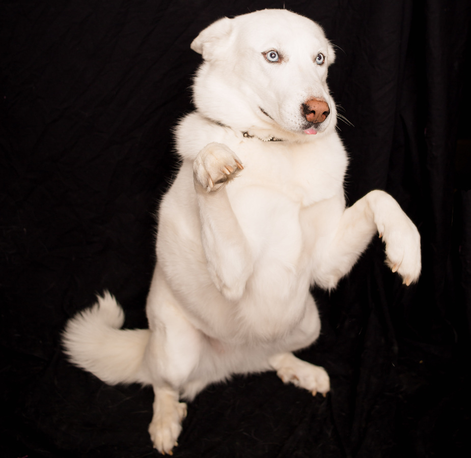 A photo of a husky standing on her hind legs