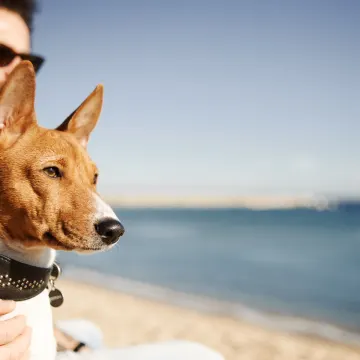 Man and dog sitting on the beach, watching the sunset. 