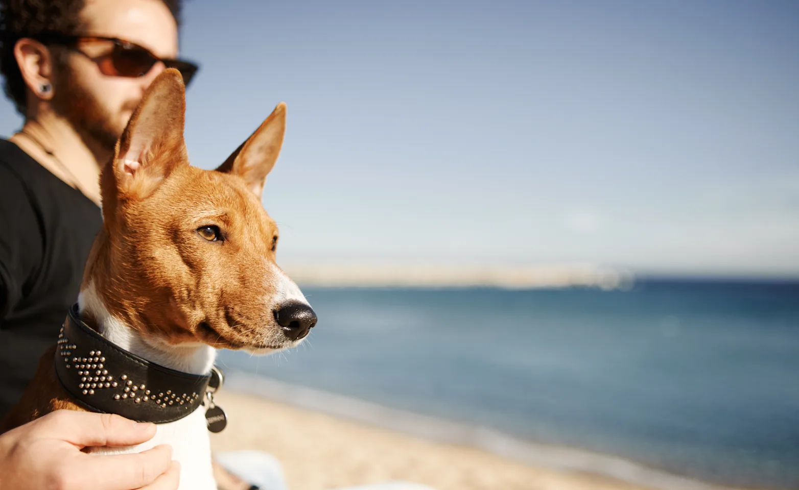 Man and dog sitting on the beach, watching the sunset. Man and dog sitting on the beach, watching the sunset.